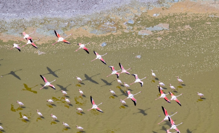 photo drone flamant rose